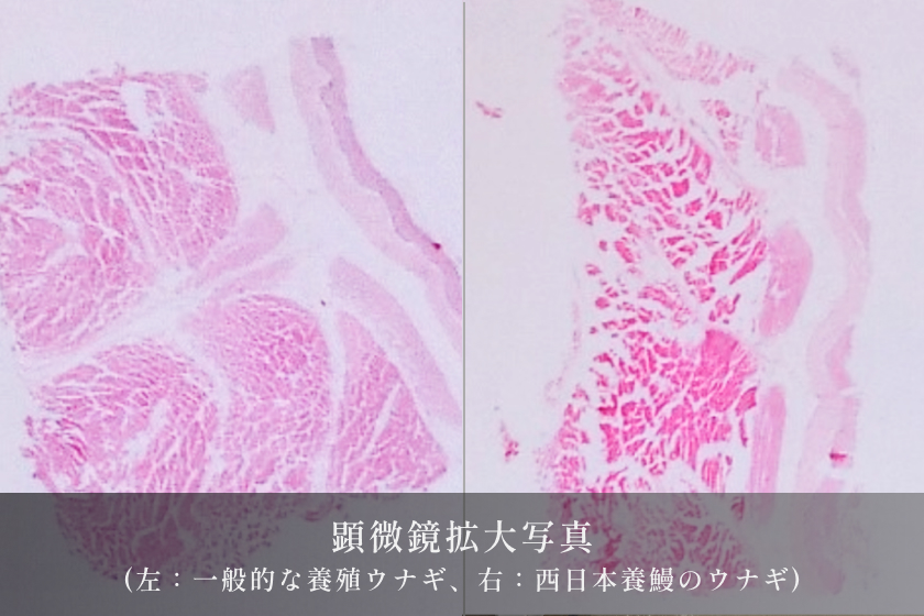 身と脂のバランスがよく美味しい身質