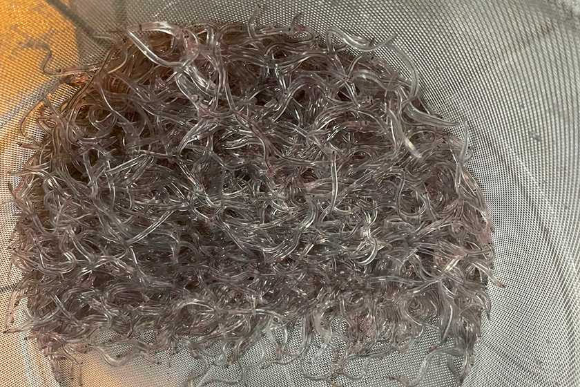 成長に応じて飼料を使い分け